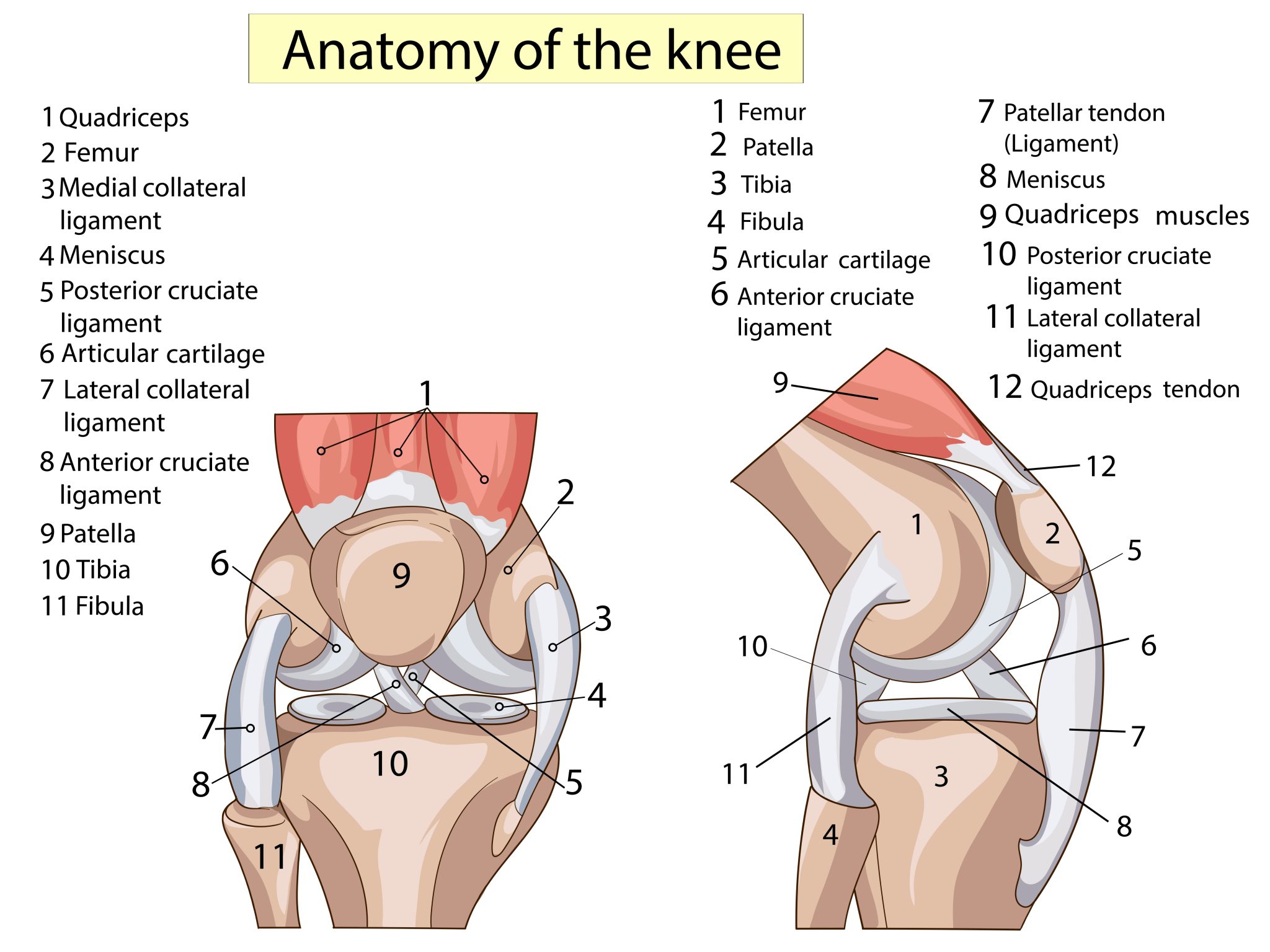 Patelae Patella/Knee Cap Dislocation — Access Ortho
